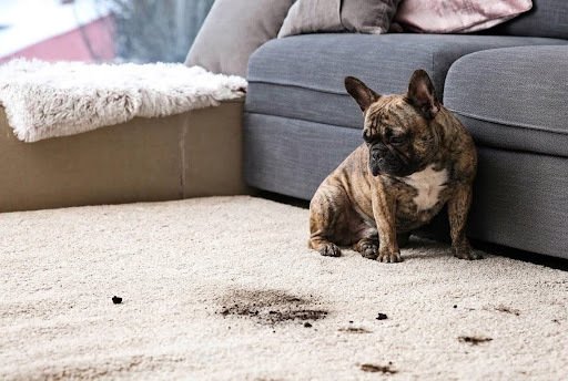 Pet Odour Removal